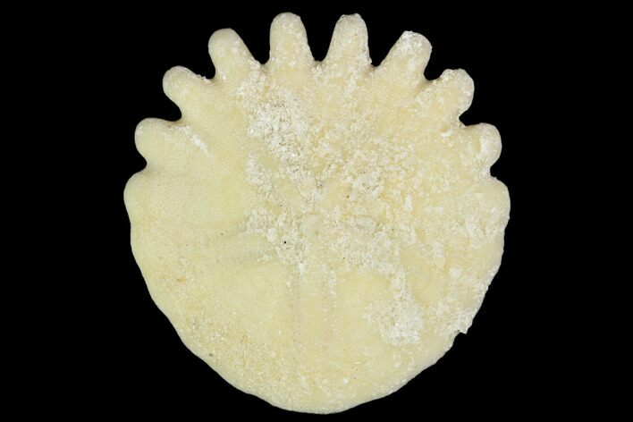 Fossil Sand Dollar (Heliophora) - Boujdour Province, Morocco #106748